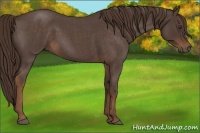 Horse Color:Liver Red Roan