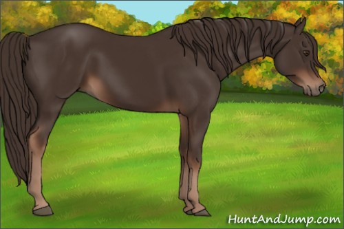 Horse Color:Liver Chestnut 