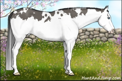 Horse Color:White Spotted Grullo Splash 