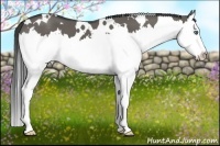 Horse Color:White Spotted Grullo Splash