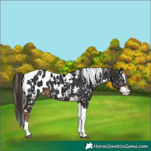 Horse Color:White Spotted Liver Chestnut Splash Tobiano Blanket