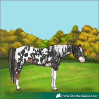 Horse Color:White Spotted Liver Chestnut Splash Tobiano Appaloosa 