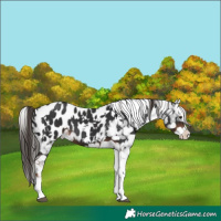 Horse Color:White Spotted Liver Chestnut Splash Tobiano Appaloosa 