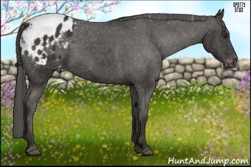 Horse Color:Liver Chestnut Appaloosa 