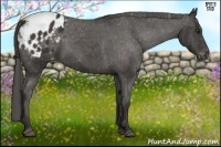 Horse Color:Liver Chestnut Appaloosa 