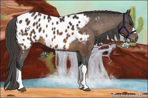 Horse Color:Buckskin Appaloosa