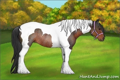 Horse Color:Brown Tobiano Rabicano 