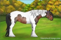 Horse Color:Brown Tobiano Rabicano