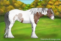 Horse Color:Bay Sabino Tobiano 