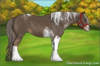 Horse Color:White Spotted Chocolate Palomino Tobiano 