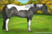 Horse Color:Black Sabino Tobiano Rabicano 