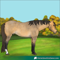 Horse Color:Buckskin Roan 