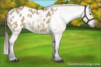 Horse Color:Bay Dun Appaloosa 