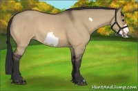Horse Color:Bay Roan Dun Frame 