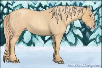 Horse Color:Gold Champagne Roan