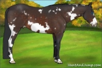 Horse Color:White Spotted Bay Frame 