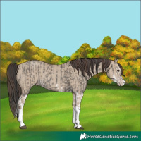 Horse Color:Grullo Sabino Splash and Classic Champagne Dun Sabino Splash