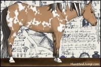 Horse Color:White Spotted Buckskin