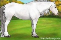 Horse Color:Liver Chestnut Appaloosa 