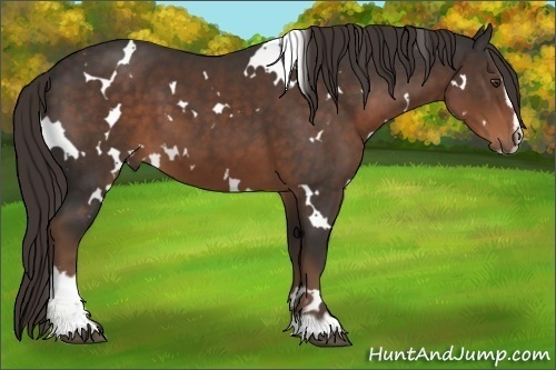 Horse Color:White Spotted Liver Chestnut Sabino 