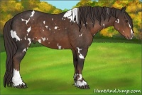 Horse Color:White Spotted Liver Chestnut Sabino 