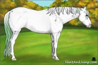Horse Color:Watercolor Bay Sabino Appaloosa 