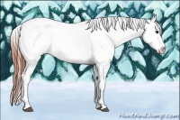 Horse Color:Brown Splash Appaloosa
