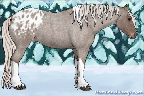 Horse Color:Silver Blue Roan Tobiano Appaloosa