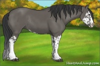 Horse Color:Grullo Sabino Splash  and Grullo Sabino Splash Rabicano 