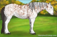 Horse Color:White Spotted Bay Splash  and White Spotted Bay 