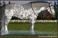 Horse Color:Grullo Sabino Splash and Grullo Sabino Splash