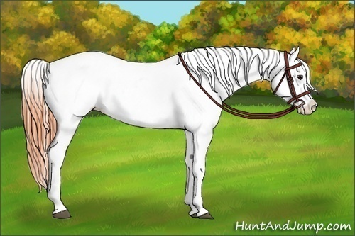 Horse Color:Bay Roan Appaloosa 