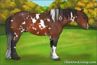 Horse Color:White Spotted Bay 