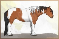 Horse Color:Bay Tobiano 