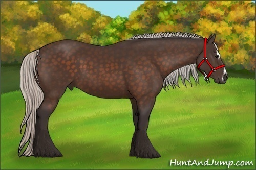 Horse Color:Silver Bay Sabino