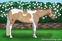 Horse Color:Silver Bay Dun Tobiano Rabicano