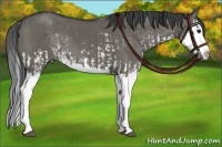 Horse Color:Grullo Sabino Splash  and Grullo Sabino Splash 