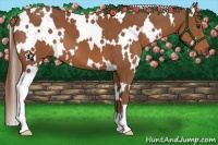 Horse Color:White Spotted Chestnut 