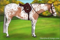 Horse Color:Bay Splash Tobiano Appaloosa  and Bay Splash Tobiano Appaloosa 