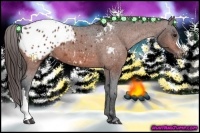 Horse Color:Bay Appaloosa