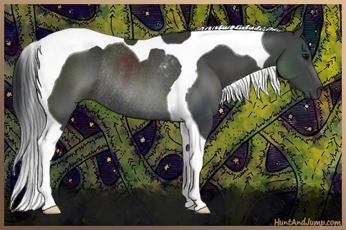 Horse Color:Black Sabino Tobiano Rabicano 