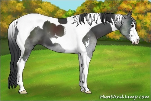 Horse Color:Black Sabino Tobiano