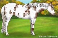 Horse Color:Chestnut Splash Tobiano Frame