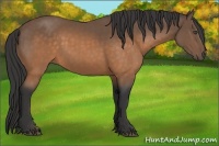 Horse Color:Buckskin 