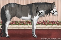 Horse Color:White Spotted Silver Smoky Grullo Chinchilla Sabino Splash  and White Spotted Grullo Sabino Splash 