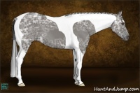 Horse Color:Grullo Ice Tobiano