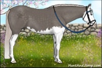 Horse Color:Silver Black Splash