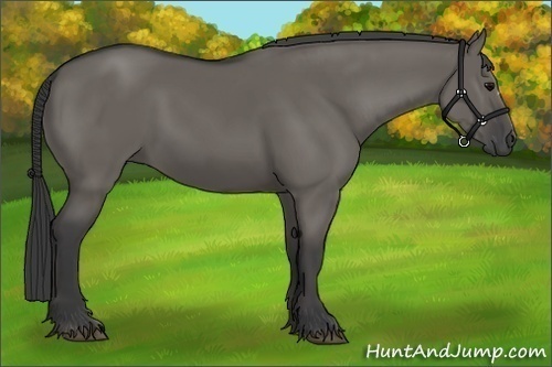 Horse Color:Grullo 