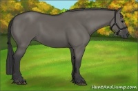 Horse Color:Grullo 