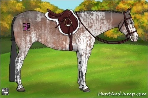 Horse Color:Bay Ice  and White Spotted Bay Ice Sabino Rabicano 
